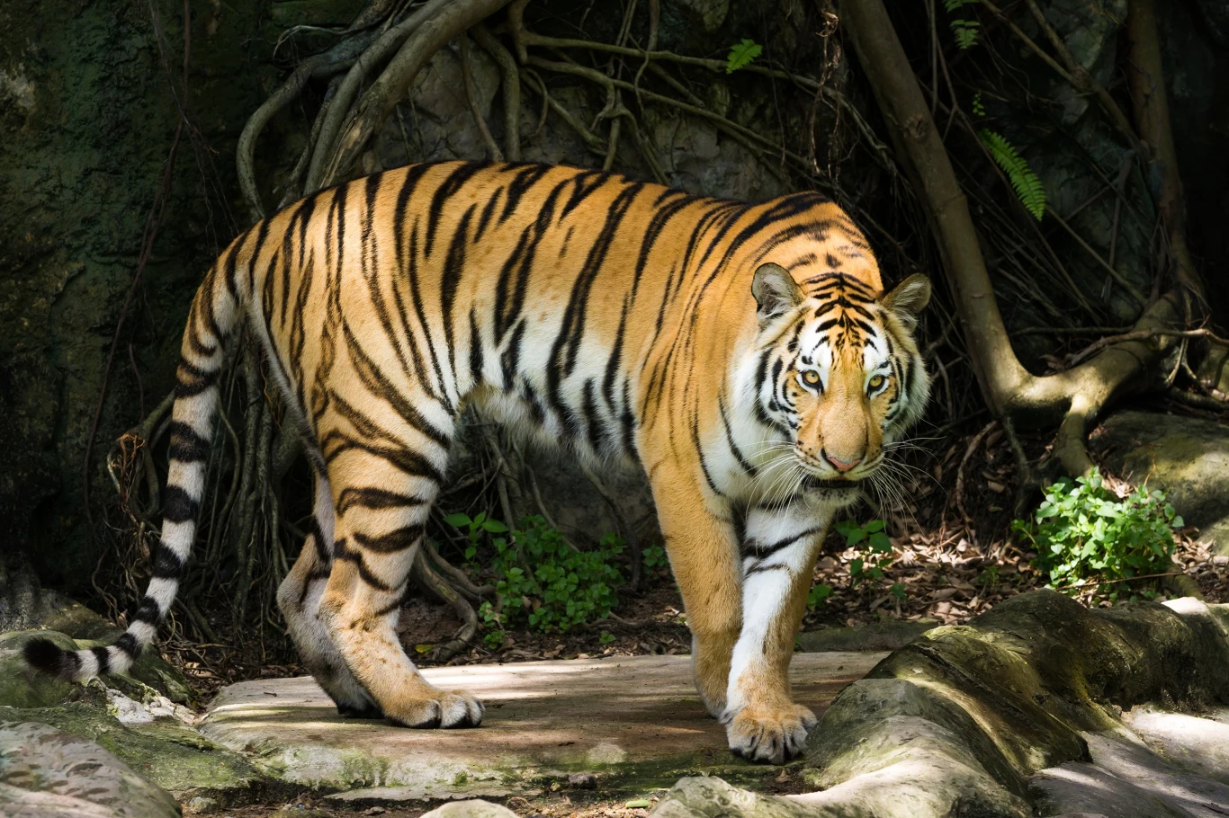 Tygrys stojący na kamieniach, otoczony korzeniami i zielenią, z intensywnym spojrzeniem skierowanym w stronę obiektywu.