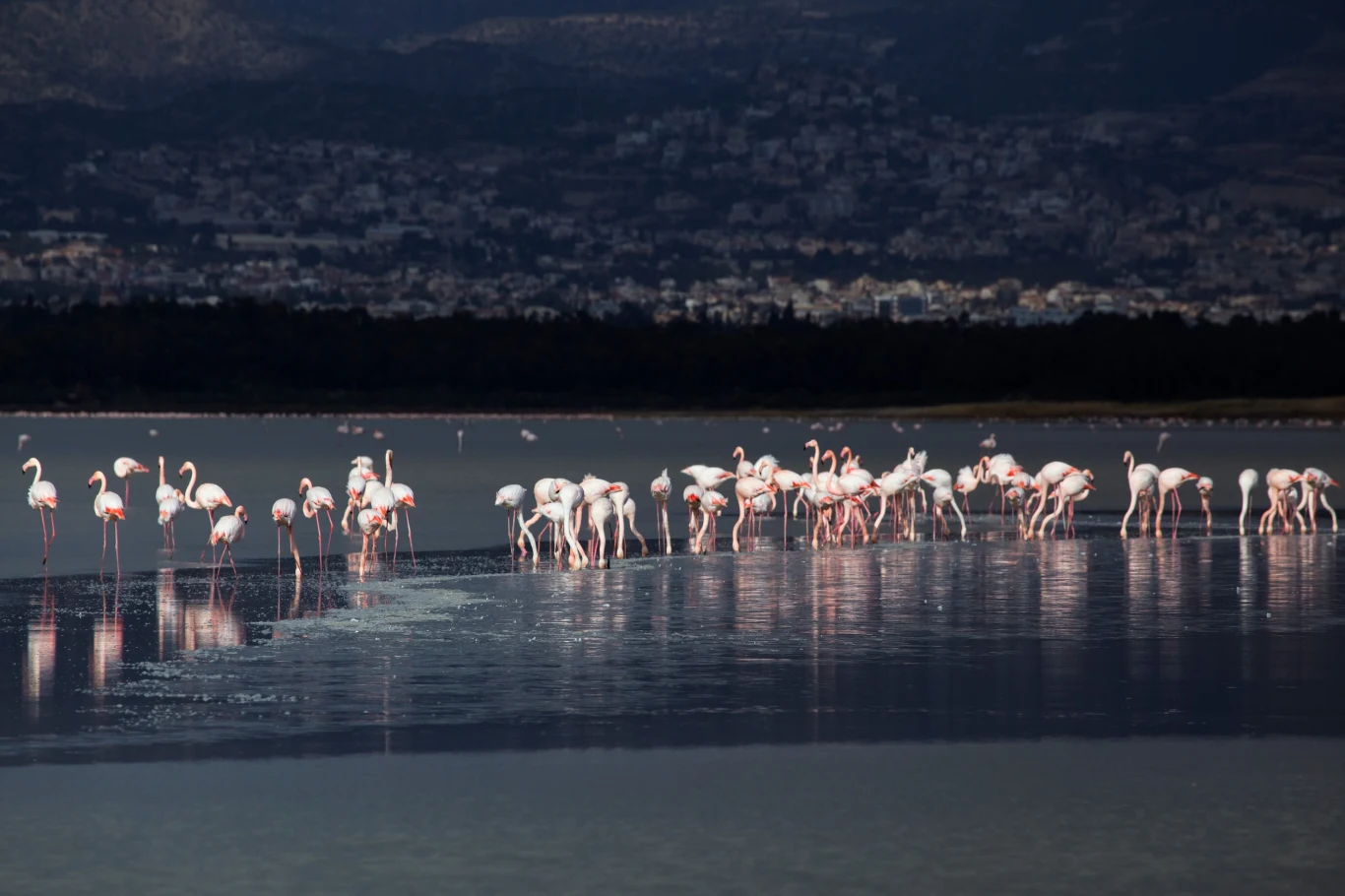 Flamingi w Larnace Stado flamingów brodzi po płytkiej tafli wody, otoczone spokojnym, naturalnym krajobrazem z zabudowanym miastem w tle.