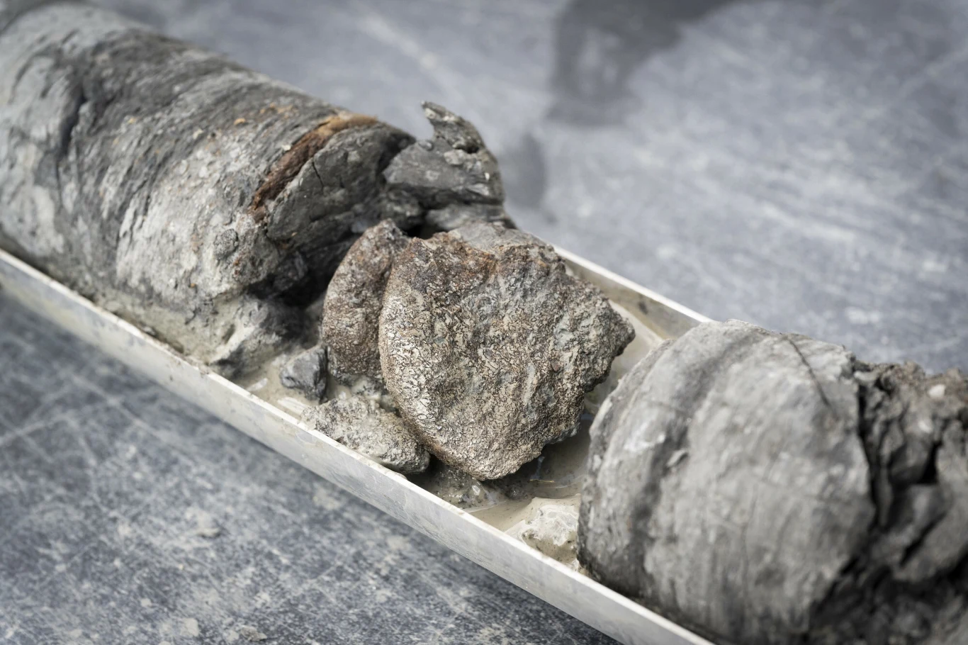 Fragment skalnego rdzenia w próbce geologicznej z widoczną skamieniałością dinozaura odkrytą podczas badań terenowych.