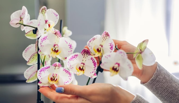 Jak pielęgnować storczyka? Z pomocą przychodzi naturalny nawóz