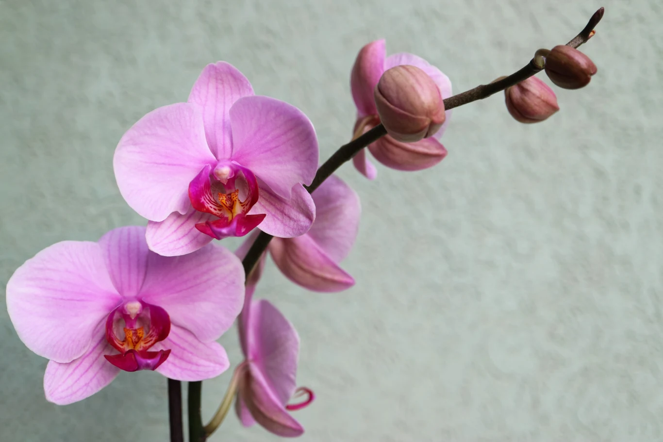 Wykorzystaj prostą odżywkę, by przedłużyć kwitnienie storczyka Różowe kwiaty storczyka phalaenopsis na tle jasnej, jednolitej ściany, widoczne zarówno w pełnym rozkwicie, jak i w formie pąków.