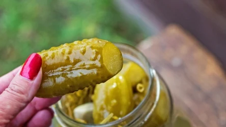 Klucz do dobrych ogórków kiszonych to odpowiednia odmiana i temperatura zalewy