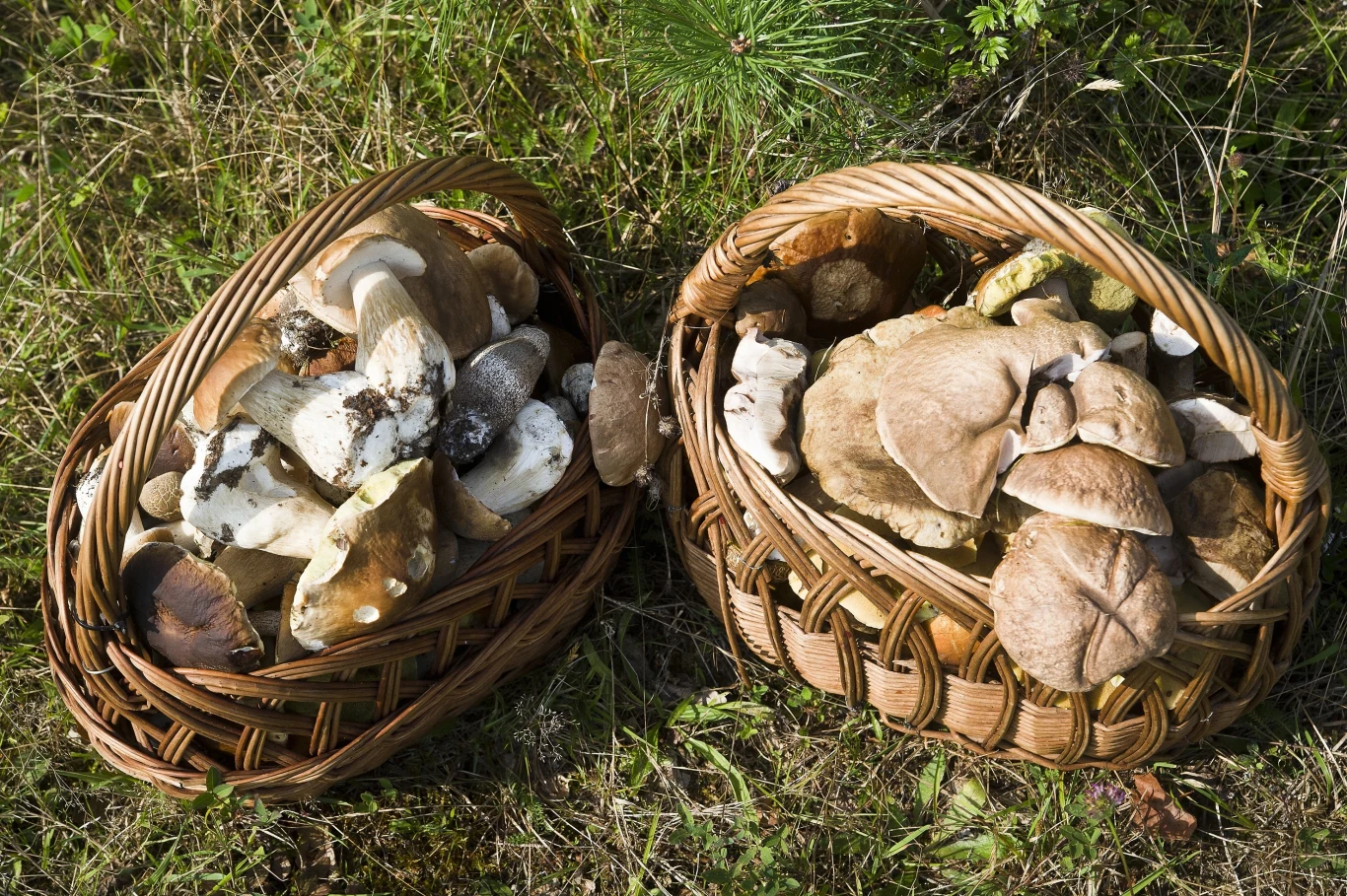 Ostatnie deszczowe dni sprawiły, że niektóre regiony obrodziły w grzyby. Gdzie jest ich najwięcej?