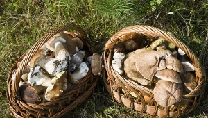 Po deszczu obrodziło w grzyby. W tym regionie jest ich najwięcej 