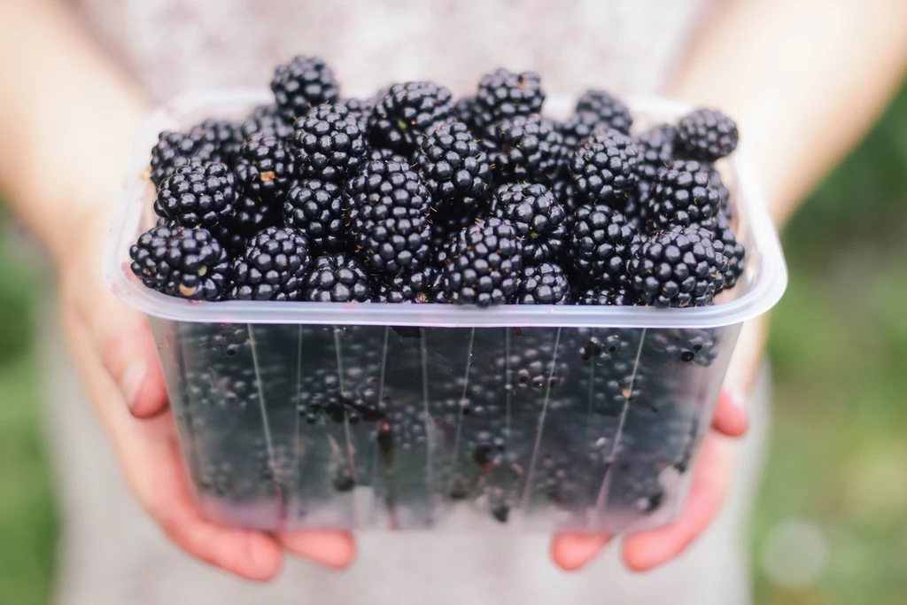 Jeżyny to nasze polskie superfood Plastikowy pojemnik wypełniony świeżymi, dojrzałymi jeżynami trzymany w dłoniach, w tle rozmyte zielone otoczenie.