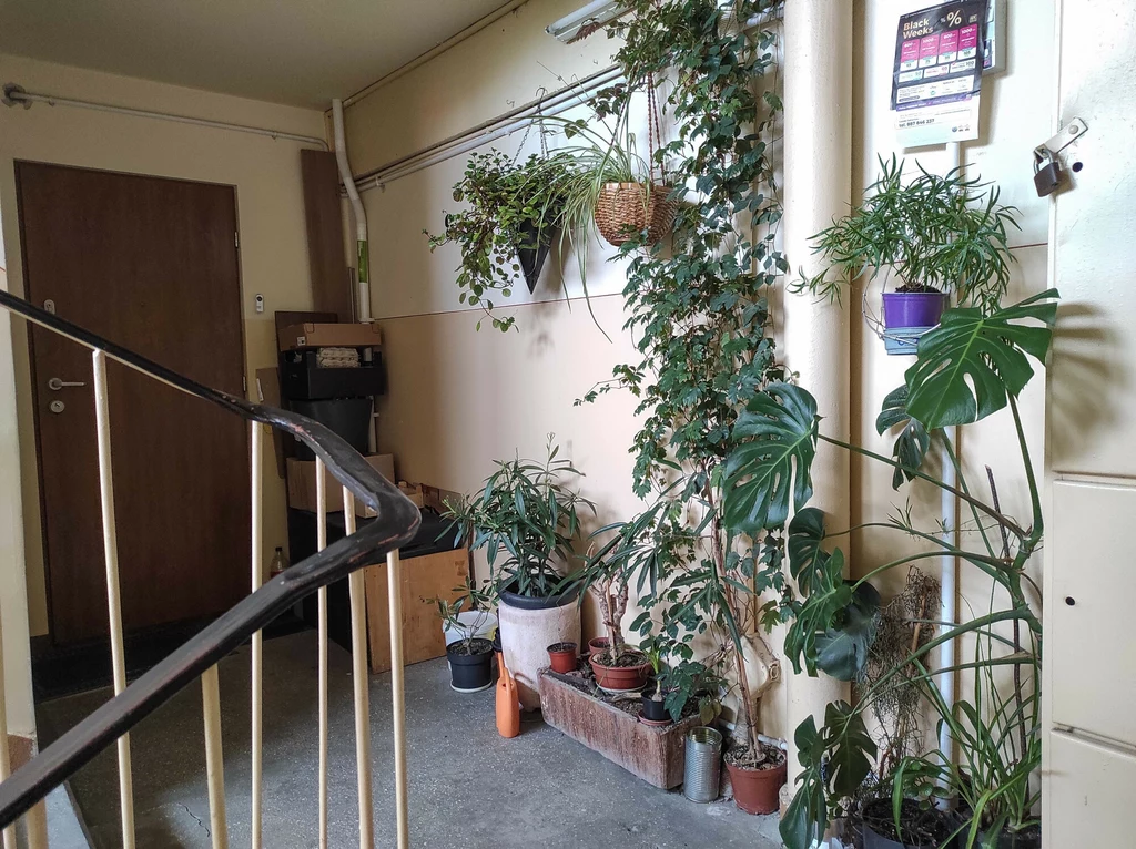 Częsty widok na klatkach Klatka schodowa w bloku wyłożona doniczkami z licznymi roślinami pnącymi i ozdobnymi, na ścianie wisi kalendarz, a na balustradzie schodów znajduje się poręcz.