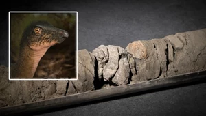 Znaleźli kość dinozaura pod muzeum… dinozaurów