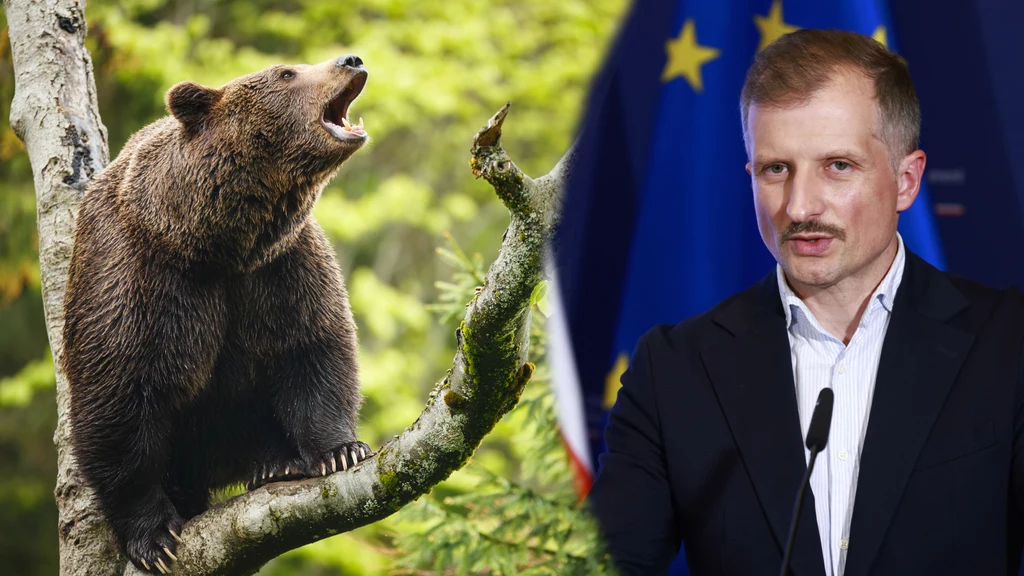 Wiceminister Mikołaj Dorożała chce uchronić niedźwiedzie przed odstrzałem Wiceminister Mikołaj Dorożała chce uchronić niedźwiedzie przed odstrzałem