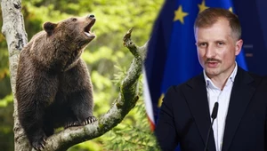 Rząd chce uratować niedźwiedzie przed odstrzałem. Jest jeden warunek