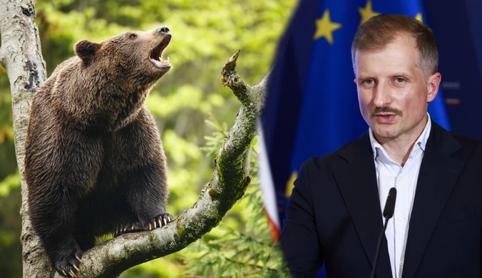 Wiceminister Mikołaj Dorożała chce uchronić niedźwiedzie przed odstrzałem 