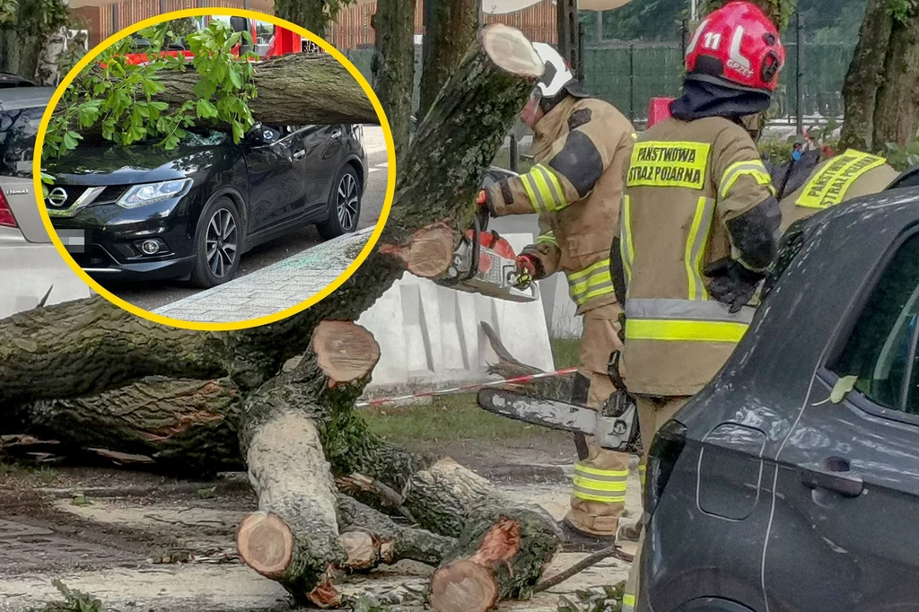 Drzewo spadło na samochód w Kutnie. Kierowca w tym czasie opłacał postój w parkomacie Drzewo spadło na samochód w Kutnie. Kierowca w tym czasie opłacał postój w parkomacie