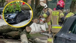 Drzewo spadło na samochód. Kierowca żyje, bo brał bilet z parkomatu