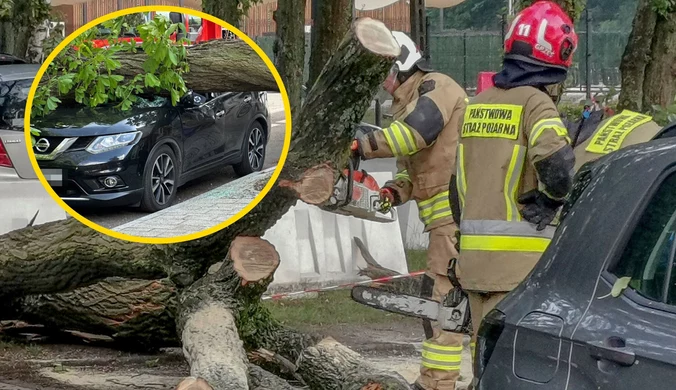 Drzewo spadło na samochód w Kutnie. Kierowca w tym czasie opłacał postój w parkomacie