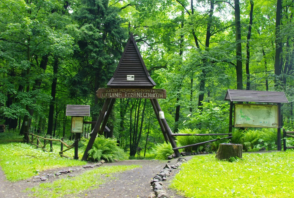 Dolinę Różaneczników warto zobaczyć w czerwcu, kiedy ogromne krzewy toną w kwiatach Drewniana brama wejściowa do rezerwatu przyrody w otoczeniu zielonych drzew i bujnej roślinności, po bokach znajdują się tablice informacyjne oraz ścieżka prowadząca dalej w głąb lasu.