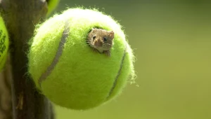 Piłki tenisowe z Wimbledonu pomagają myszom. Chronią je przed śmiercią