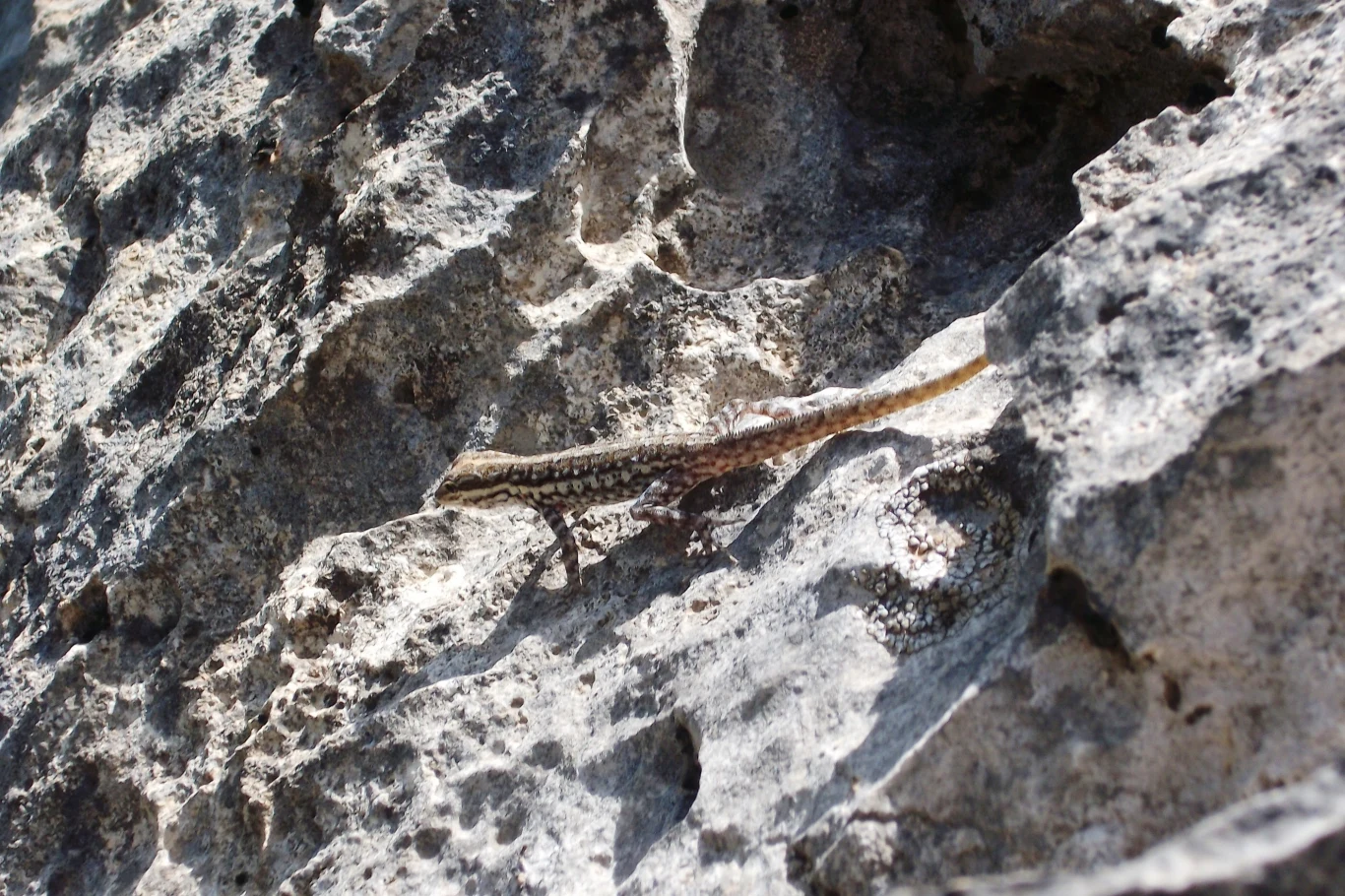 Jaszczurka siedząca na jasnej, nierównej powierzchni skalnej, dobrze wtapiająca się w otoczenie dzięki swojemu maskującemu ubarwieniu.