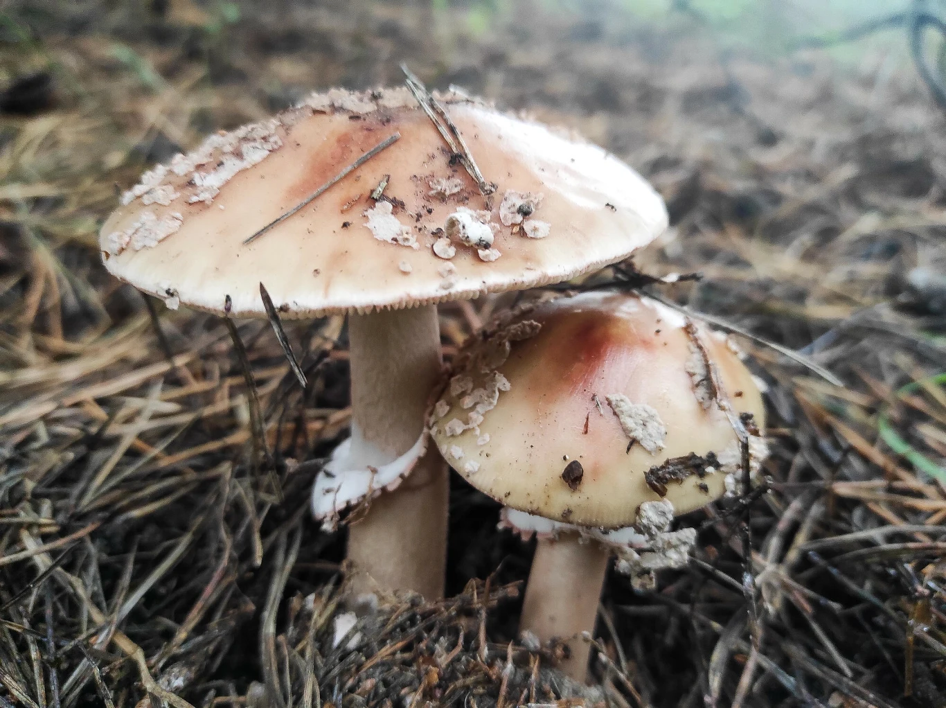 Muchomor zielonawy/sromotnikowy jest najbardziej toksycznym grzybem. Od czubajki kani odróżnia go między innymi pierścień przyrośnięty do trzonu 