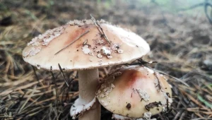 Tego grzyba omijaj z daleka. Mało kto go zna, a jest bardzo niebezpieczny