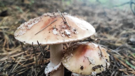 Muchomor zielonawy/sromotnikowy jest najbardziej toksycznym grzybem. 