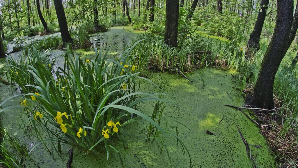 Fauna i flora w Krakowie zadziwia różnorodnością Fauna i flora w Krakowie zadziwia różnorodnością