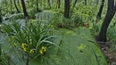 Fauna i flora w Krakowie zadziwia różnorodnością