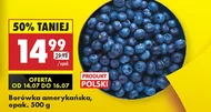 Borówka amerykańska Polski