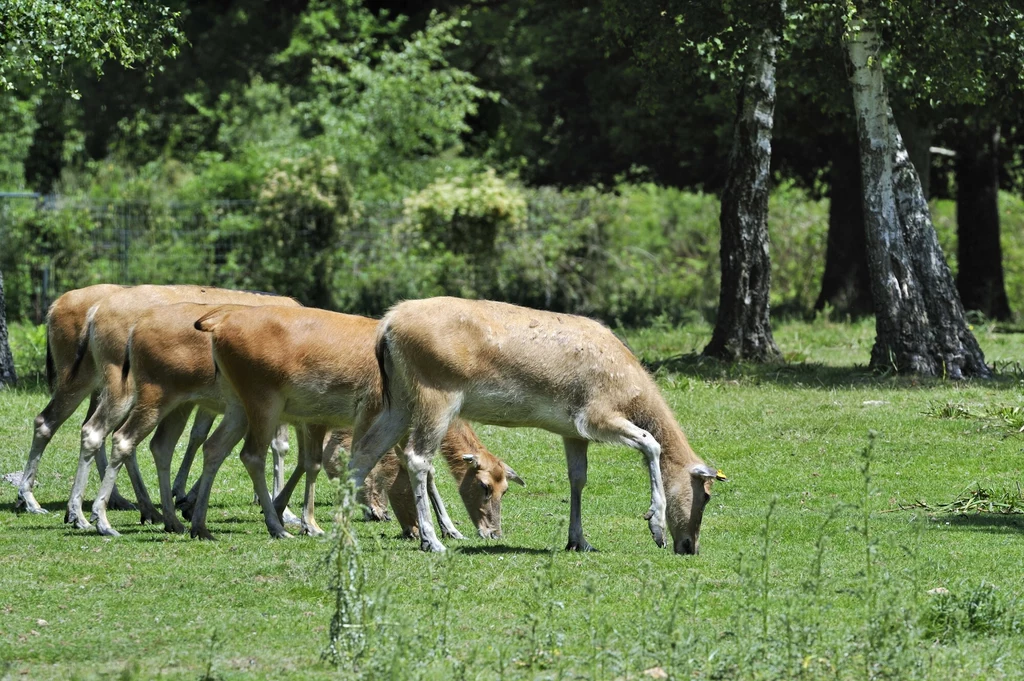 Milu chiński wymarł w naturze Milu chiński wymarł w naturze