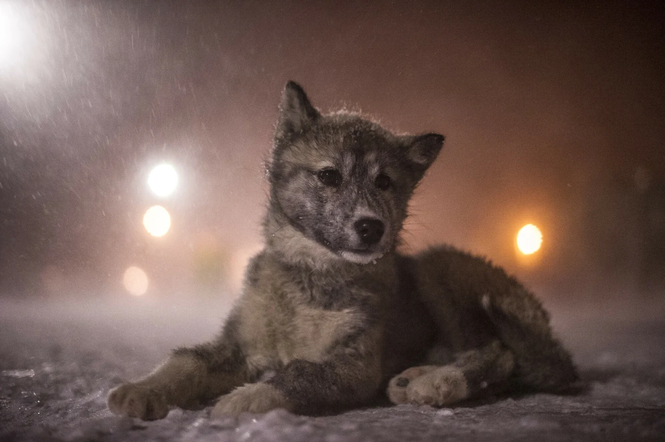 Kanadyjski pies eskimoski, inaczej qimmit - w języku inuickim oznacza "pies". Wilczek leżący na śniegu w nocnym świetle, z rozmytymi światłami w tle tworzącymi atmosferyczny nastrój.