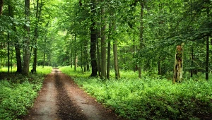 Wielki test o lesie. Nie każdy poradzi sobie z ostatnim pytaniem
