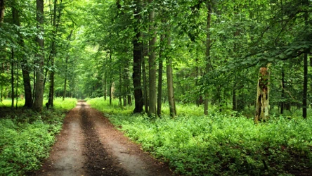 Odpowiesz na wszystkie pytania w quizie o lesie? 