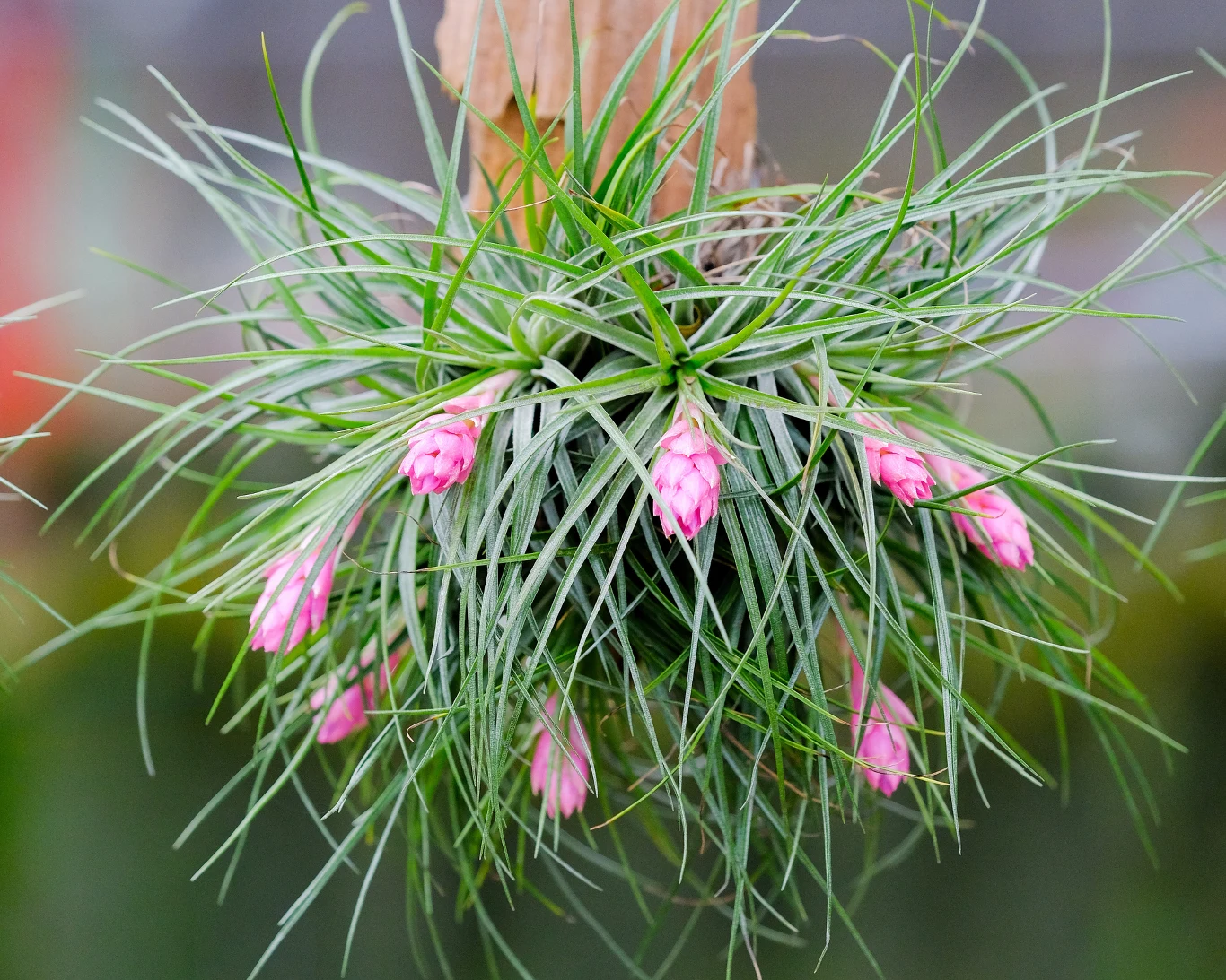 Oplątwa to nietypowa roślina, ponieważ nie potrzebuje doniczki ani ziemi, aby wyrosnąć i zachwycać urodą Oplątwa to nietypowa roślina, ponieważ nie potrzebuje doniczki ani ziemi, aby wyrosnąć i zachwycać urodą