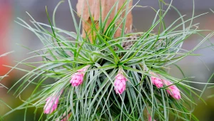 Ta roślina nie potrzebuje podlewania ani cięcia. Może rosnąć bez doniczki