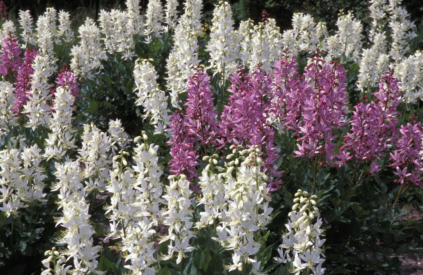 Krzew Mojżesza zachwyca okazałymi, różowymi lub białymi kwiatami z ciemniejszymi żyłkami.