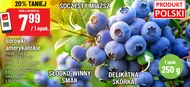 Borówki amerykańskie