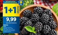 Ожина Plus-Plus