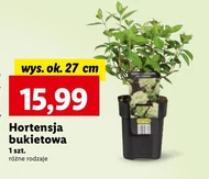 Hortensja Ok.