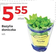 Bazylia