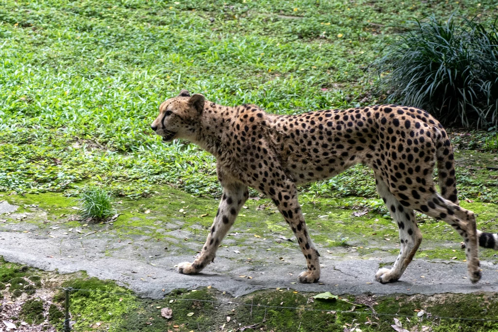Bardzo rzadki gepard perski w ogrodzie zoologicznym w Singapurze Gepard spacerujący po ścieżce w zielonym, naturalnym otoczeniu, z charakterystycznym cętkowanym futrem i smukłą sylwetką, wyraźnie widoczny na tle trawy i roślinności.