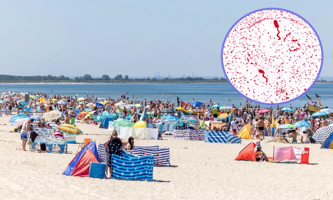 Groźne bakterie w wodach Bałtyku. Jest nowy raport Tłum ludzi wypoczywających na plaży, otoczonych kolorowymi parawanami, w tle morze oraz las, w prawym górnym rogu powiększenie obrazujące kolonię bakterii lub mikroorganizmów.