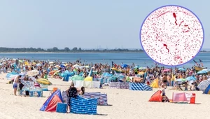 Urlop nad Bałtykiem? Europejski urząd ostrzega przed groźnymi bakteriami