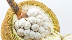 Marang jest niezwykle słodki i delikatny, często opisywany jako połączenie banana, ananasa