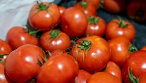 Jak wzmocnić sadzonki pomidorów? Prosty nawóz z kuchni działa cuda