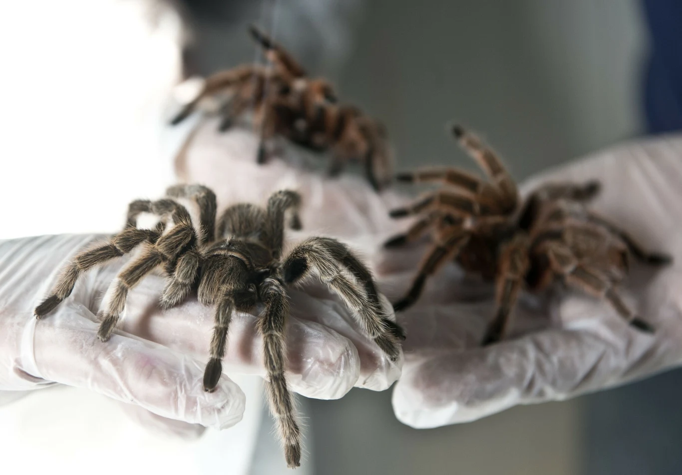 Przemyt ptaszników staje się wielką plagą na świecie Kilka dużych ptaszników znajduje się na dłoniach osoby w białych, lateksowych rękawiczkach ochronnych, tło jest rozmyte, co podkreśla szczegóły pająków i rękawic.