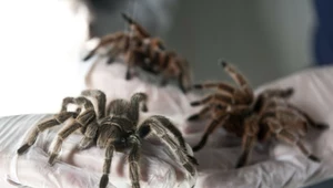 Na lotnisku słodycze miały dziwny zapach. Tak znaleźli 1500 pająków