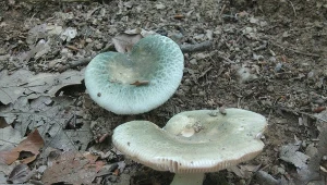 Po deszczu te grzyby obrodziły wyjątkowo. Łatwo pomylić je z trujakami