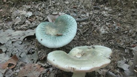 Gołąbek zielonkawy jest bardzo smaczny. Uważaj jednak, aby nie pomylić go z innym, trującym gatunkiem