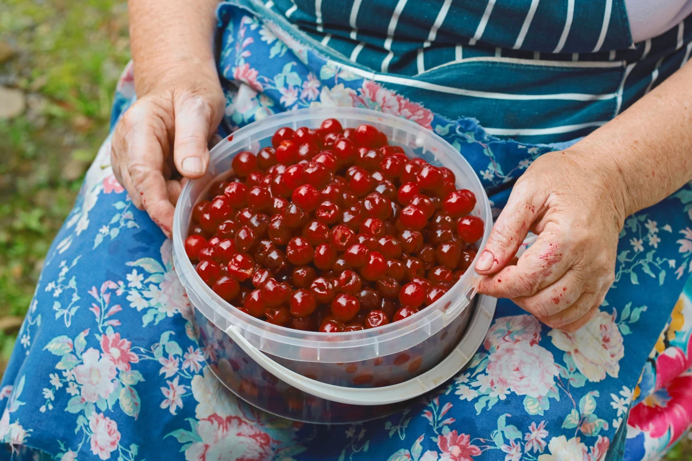 Jak wydrylować wiśnie bez drylownicy? Moja babcia miała niezawodny sposób Jak wydrylować wiśnie bez drylownicy? Moja babcia miała niezawodny sposób