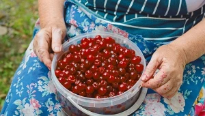 Pestki wychodzą same. Wystarczy przedmiot, który masz w szufladzie