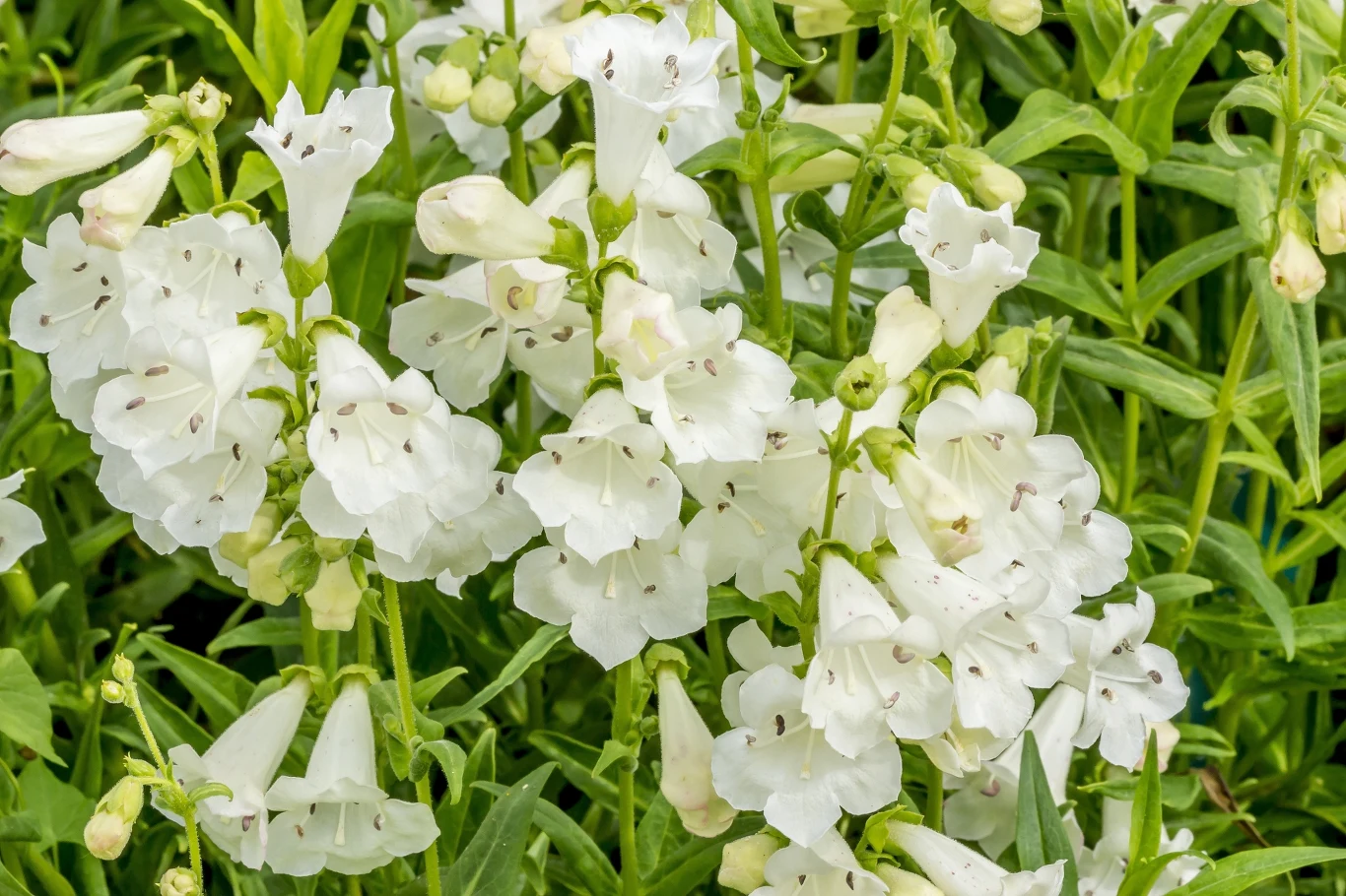 Penstemon to niezwykle dekoracyjna roślina, odporna na ślimaki. Obejmuje ponad 250 gatunków i sprawdzi się do każdego ogrodu.