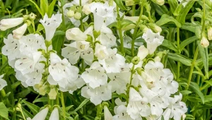Penstemon to niezwykle dekoracyjna  roślina, odporna na ślimaki. Występuje w ponad 250 odmianach i sprawdzi się do każdego ogrodu.